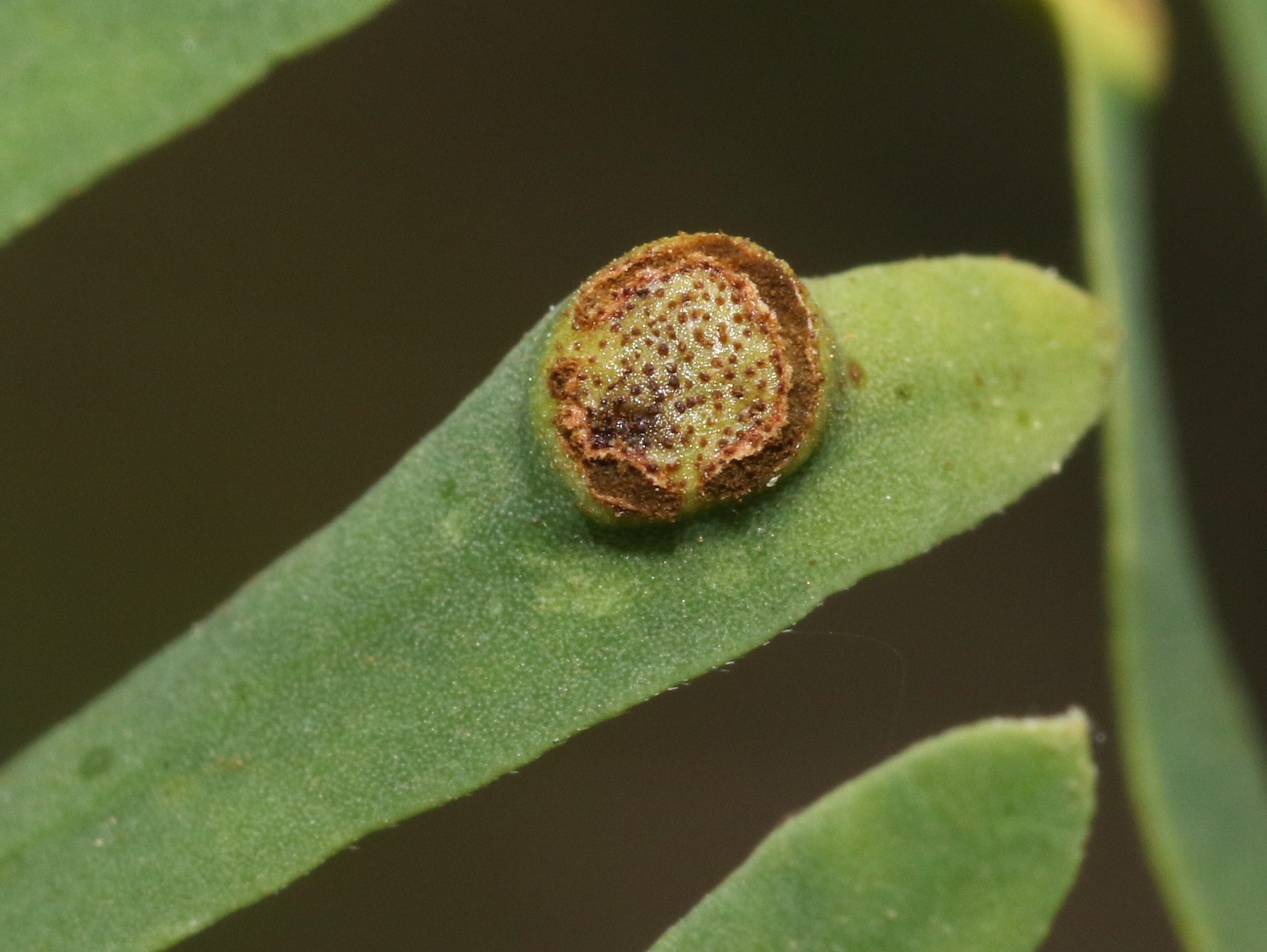 Представитель Семейства Raveneliaceae